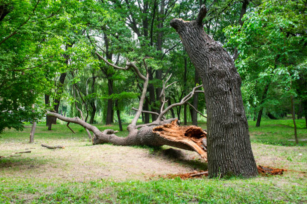 How Our Tree Care Process Works  in  Northlake, IL